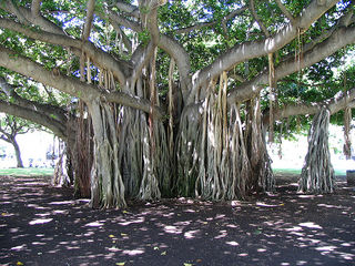 Banyan tree
