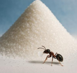 Sugar and ant